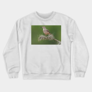 Portrait of a Long-billed thrasher Crewneck Sweatshirt